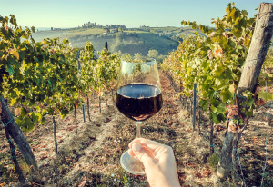 Person holding a glass of wine in a vineyard.