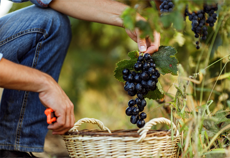 Person picking grapes at a vineyard.