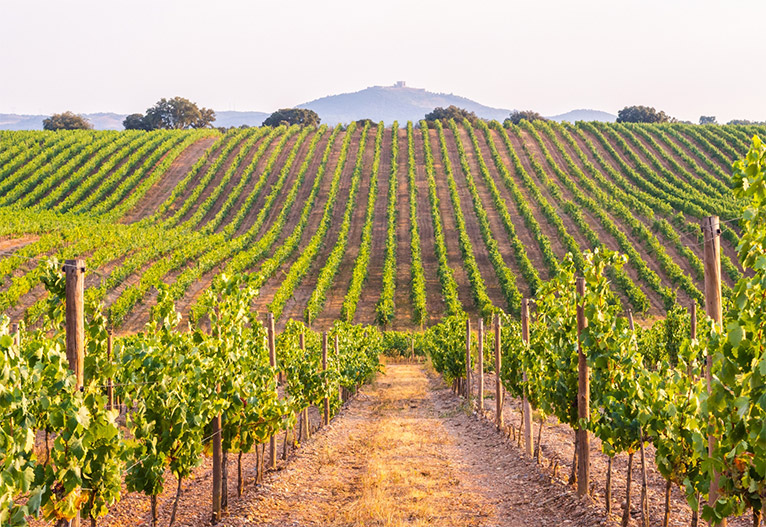 A vineyard in Portugal.