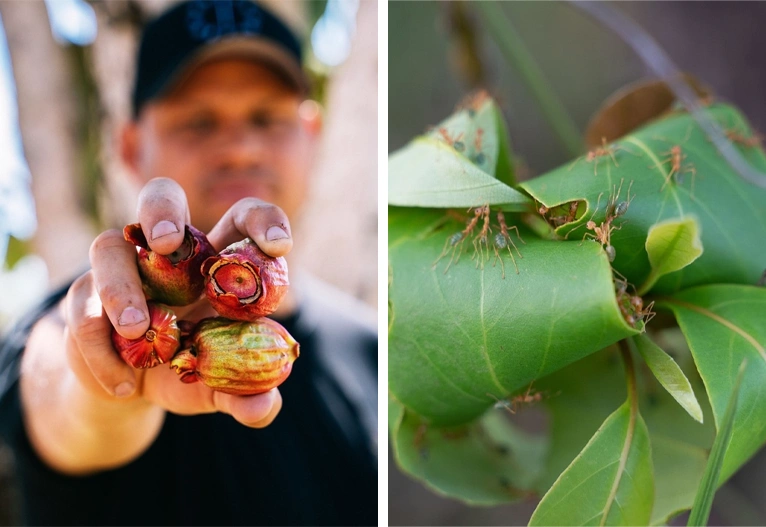 Bush apples and green ants.